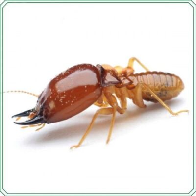 Diệt mối tận gốc - Diệt Côn Trùng Xanh