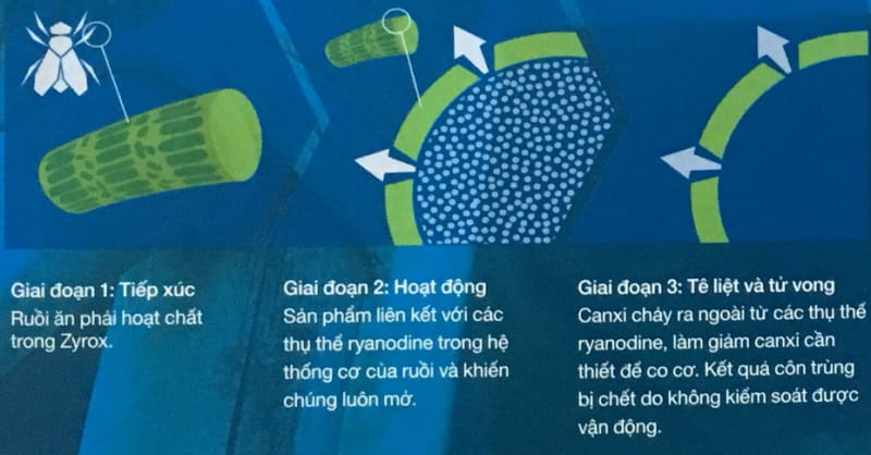 Phương-thức-hoạt-động-bả-diệt-ruồi