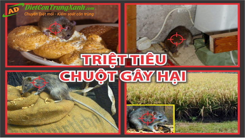 Noi-dat-thuoc-diet-chuot