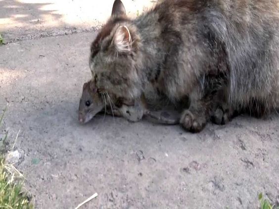 dịch vụ diệt chuột