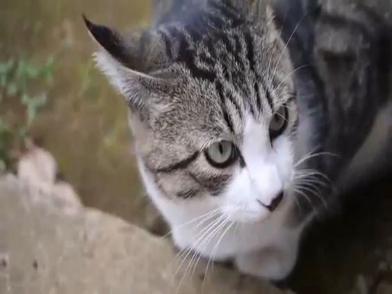 dịch vụ diệt chuột