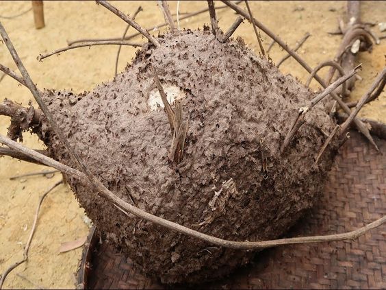 dich vu diet kien Anh Duong Ha Noi