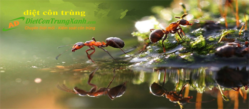 Loai-kien-bi-tieu-diet