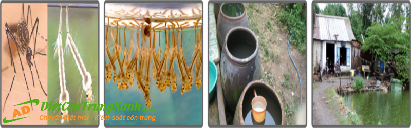 Dịch vụ diệt lăng quăng