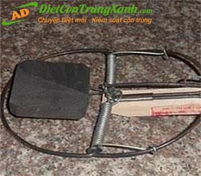 Bay-ban-nguyet-quang-thieu