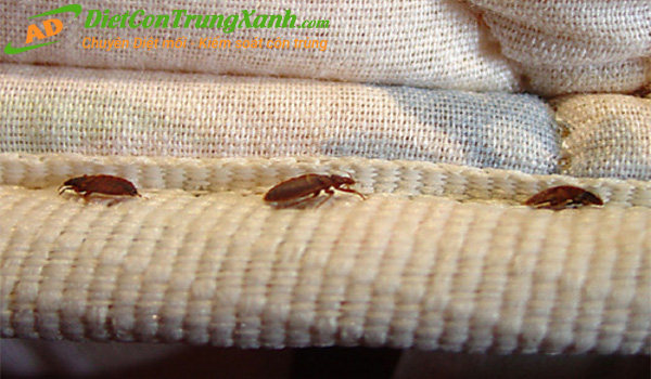 Rep-song-tren-giuong