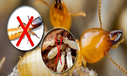 phuong-phap-diet-moi