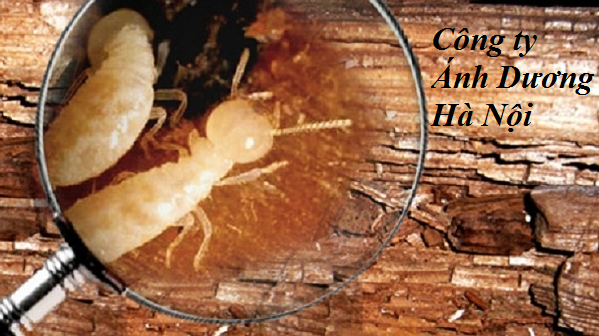 dia-chi-ban-thuoc-diet-moi-uy-tin