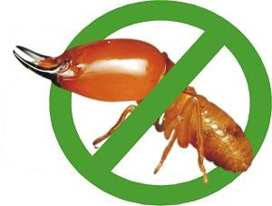 diet-moi-tan-goc-la-dieu-quan-tam-cua-nhieu-gia-dinh